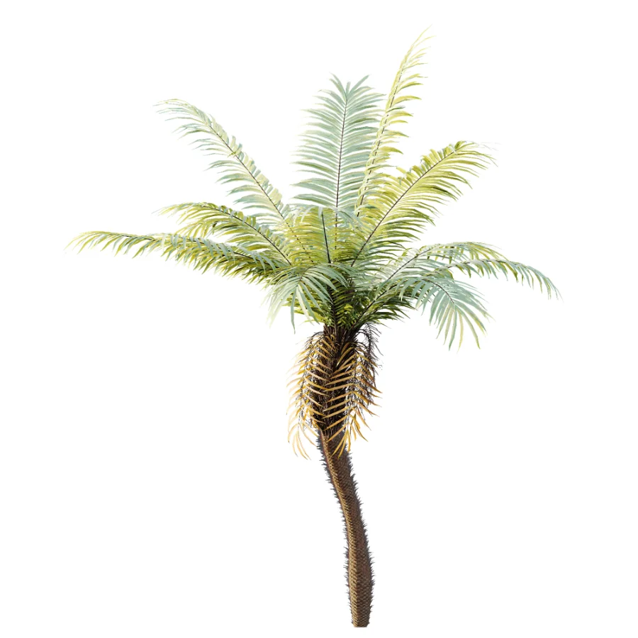 AV Plant Brainea Insignis Fern Palm Tree 02 Image 4
