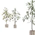 Ficus Benjamina Indoor Plant-set-029 - Thumbnail 3