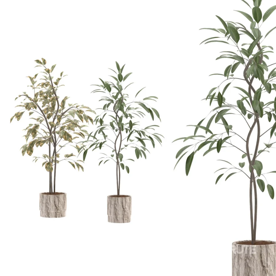 Ficus Benjamina Indoor Plant-set-029 Image 3