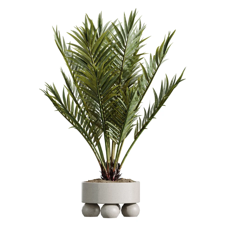 AV Indoor Plants Set 620 Aloe Vera Succulents Ruffled Fan Palm Areca Palm Briful Image 5