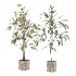 Ficus Benjamina Indoor Plant-set-029 - Thumbnail 1