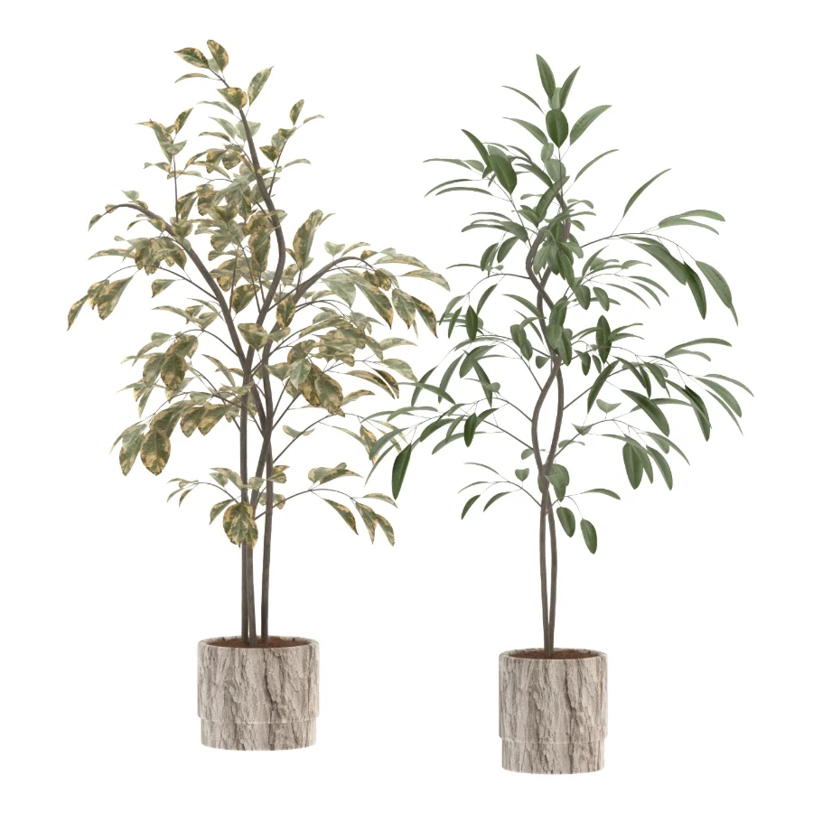 Ficus Benjamina Indoor Plant-set-029 Image 1