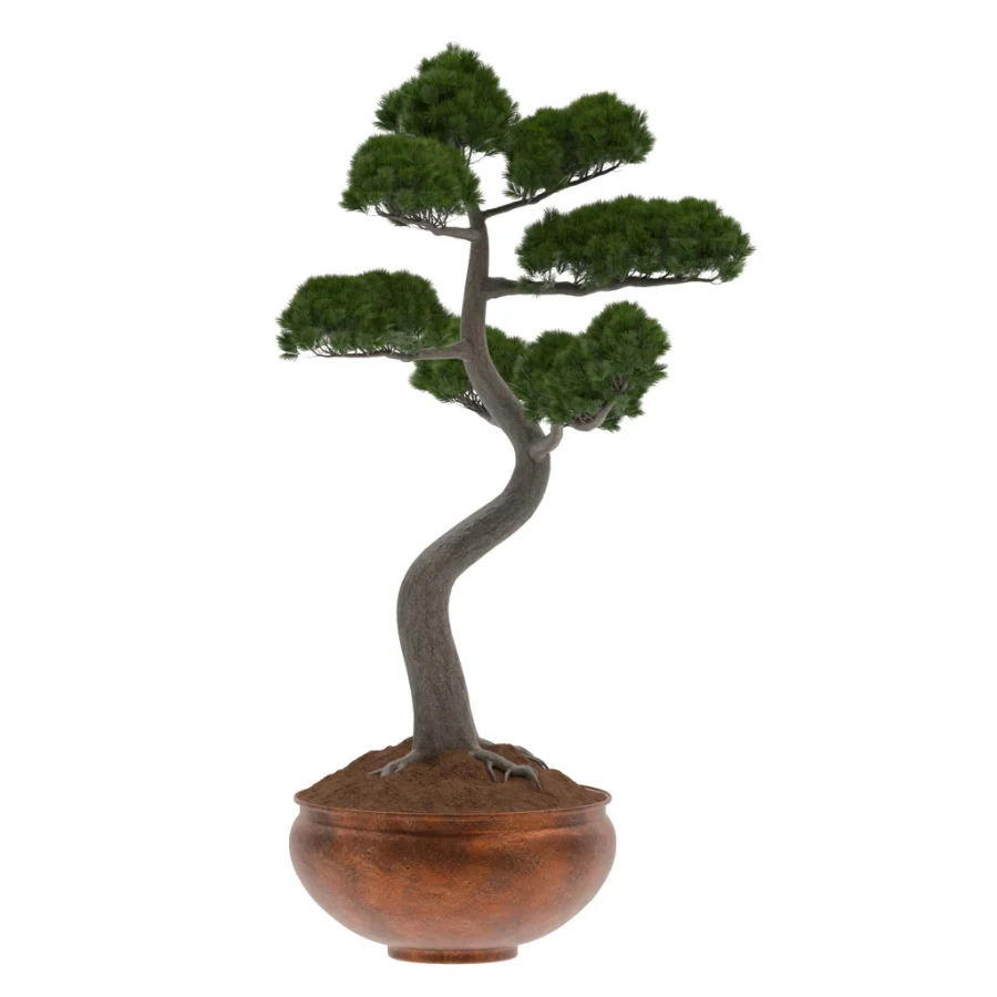 Pine Bonsai Tree-set-003 Image 1