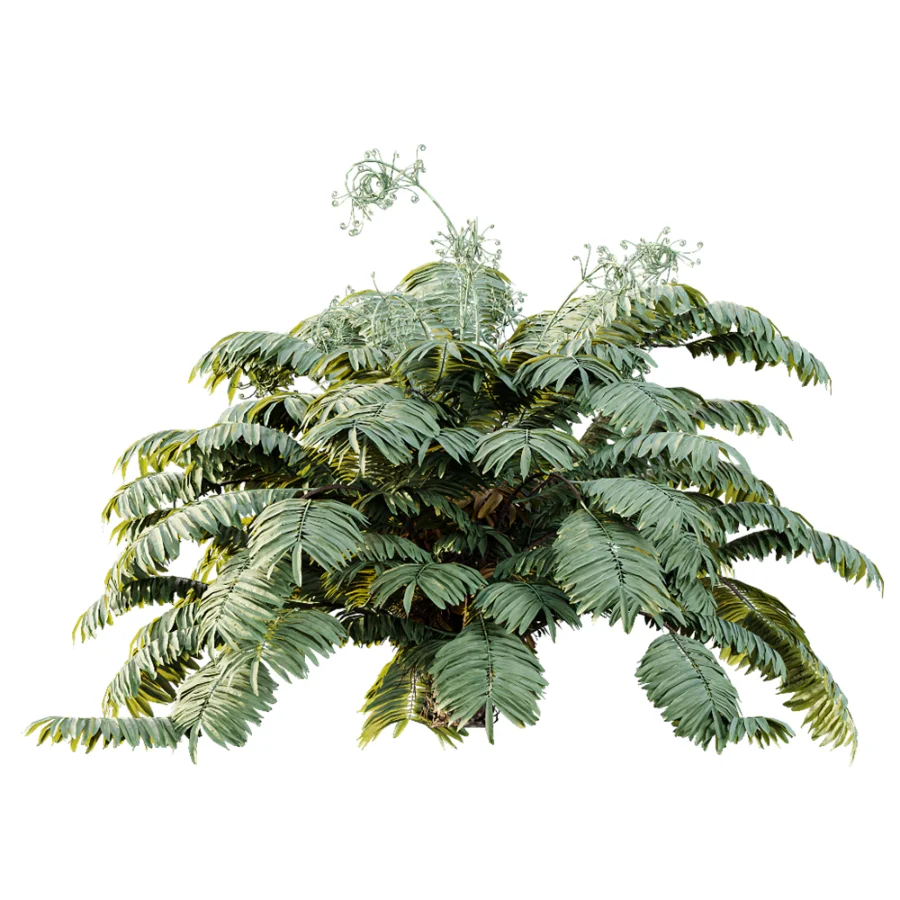 AV Plant Angiopteris Fokiensis Fern 6 Palm Bush 01 Image 3