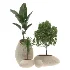 Strelitzia Yucca Olive Plant Set-021 - Thumbnail 3
