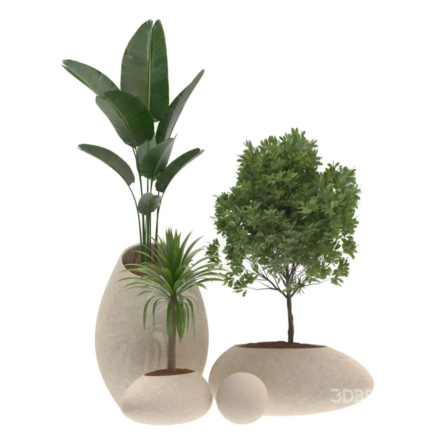 Strelitzia Yucca Olive Plant Set-021 Image 3