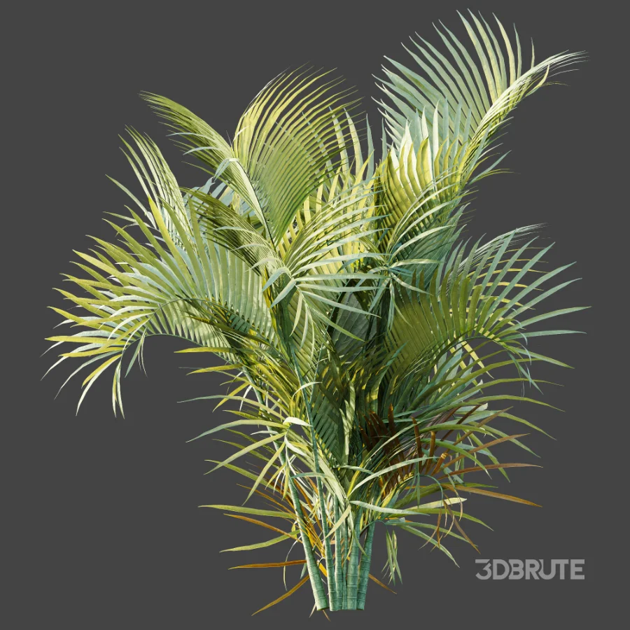 AV Plant Chrysalidocarpus Lutescens Palm Bush 02 Image 7