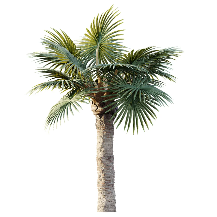 AV Plant Bismarckia Nobilisi Palm Tree 01 Image 2