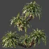 AV Plant Cycas Revoluta Palmfarn Palm Bush 01 - Thumbnail 5