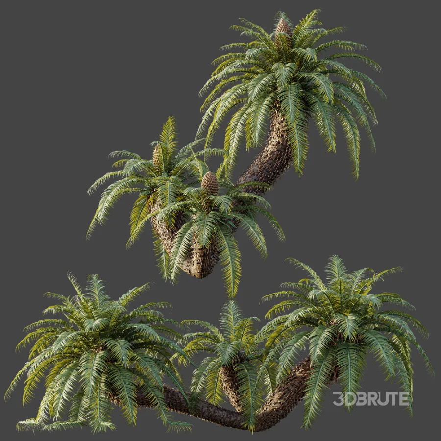 AV Plant Cycas Revoluta Palmfarn Palm Bush 01 Image 5