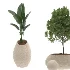 Strelitzia Yucca Olive Plant Set-021 - Thumbnail 1