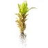 AV Plant Drynaria Roosii Palm Bush 02 - Thumbnail 1