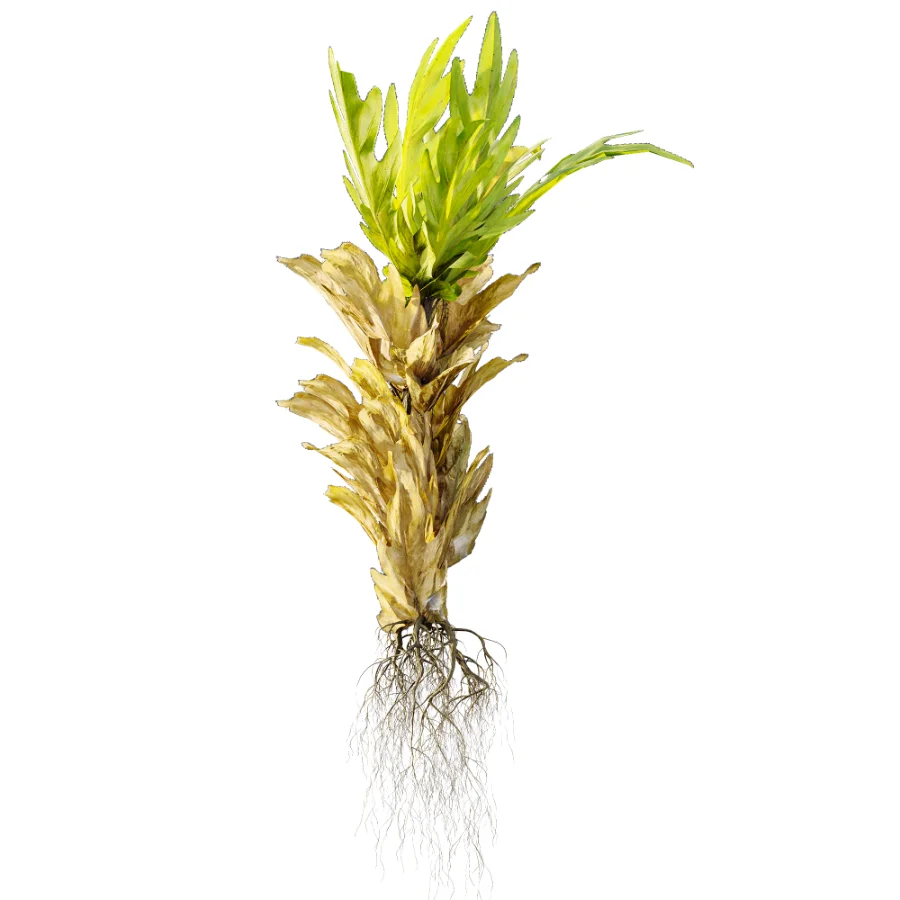 AV Plant Drynaria Roosii Palm Bush 02 Image 1
