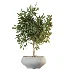 AV Indoor Plants Set 615 Yucca Elephantipes Briful Pachira Ficus Elastica Olive - Thumbnail 3