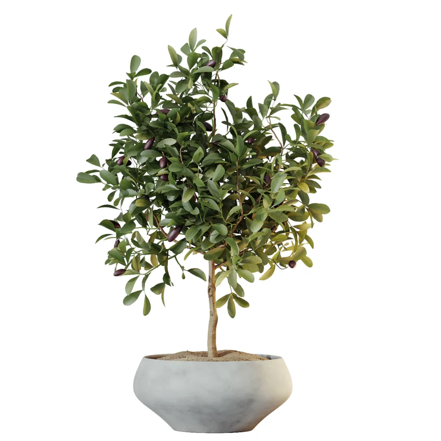 AV Indoor Plants Set 615 Yucca Elephantipes Briful Pachira Ficus Elastica Olive Image 3