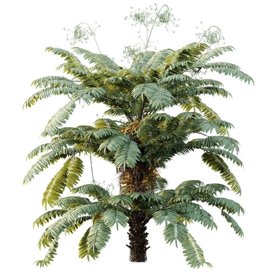 AV Plant Angiopteris Fokiensis Fern 6 Palm Bush 01 Image 1