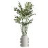 AV Indoor Plants Set 619 Elegant Monstera and Ficus Microcarpa Bonsai and Ficus Cyathistipula and Cat Reed Palm - Thumbnail 2
