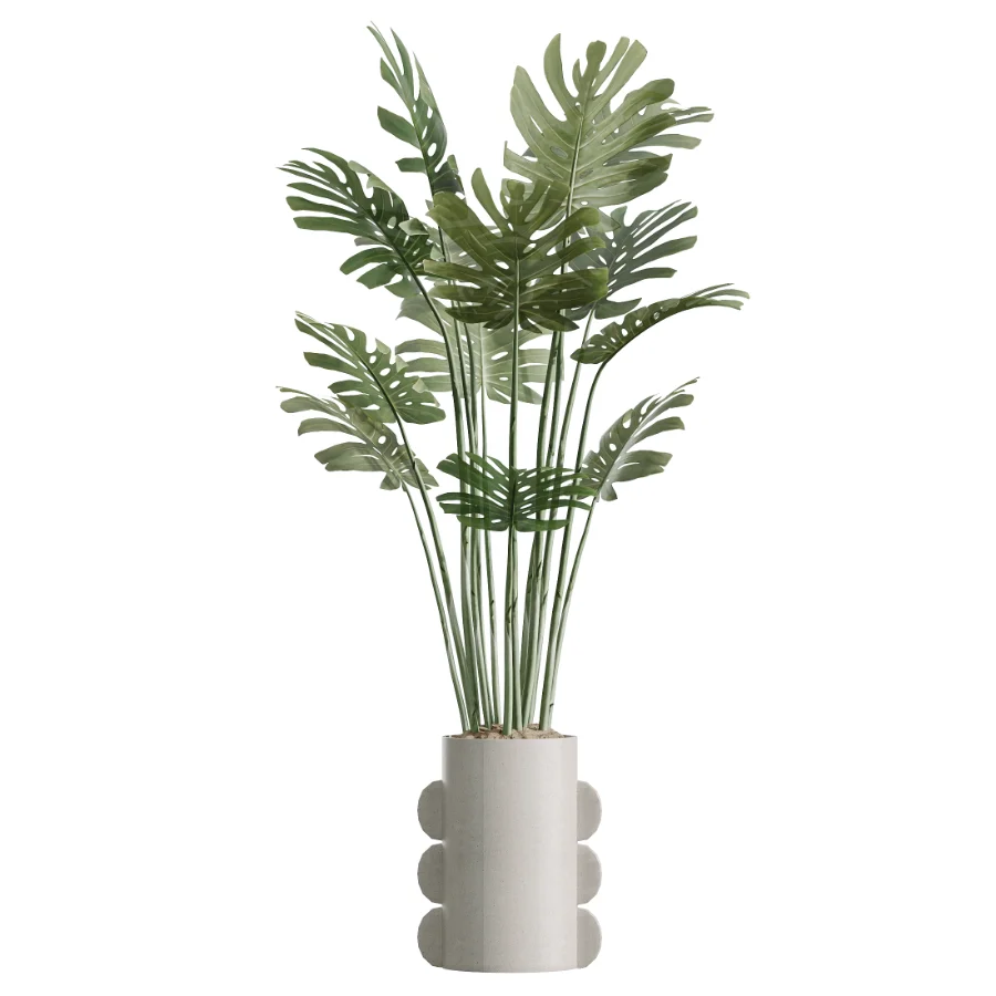AV Indoor Plants Set 619 Elegant Monstera and Ficus Microcarpa Bonsai and Ficus Cyathistipula and Cat Reed Palm Image 2