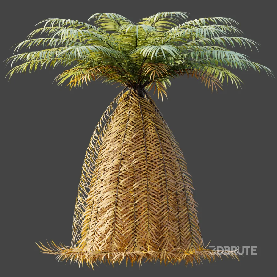 AV Plant Brainea Insignis Fern 6 Palm Tree 01 Image 6