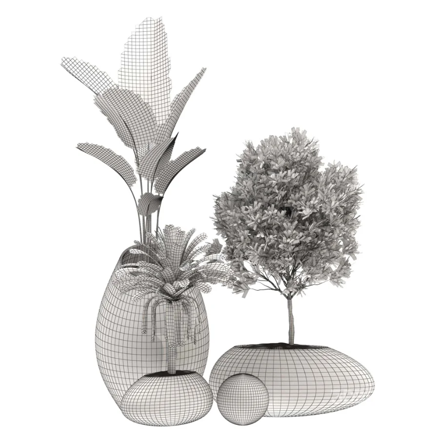Strelitzia Yucca Olive Plant Set-021 Image 4