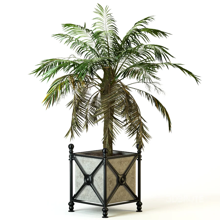 Outdoor Plant 04 – Palm Tree Planter Image 2