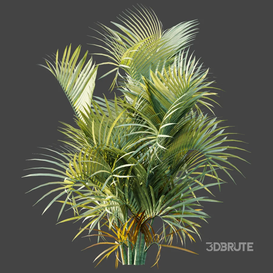 AV Plant Chrysalidocarpus Lutescens Palm Bush 02 Image 6