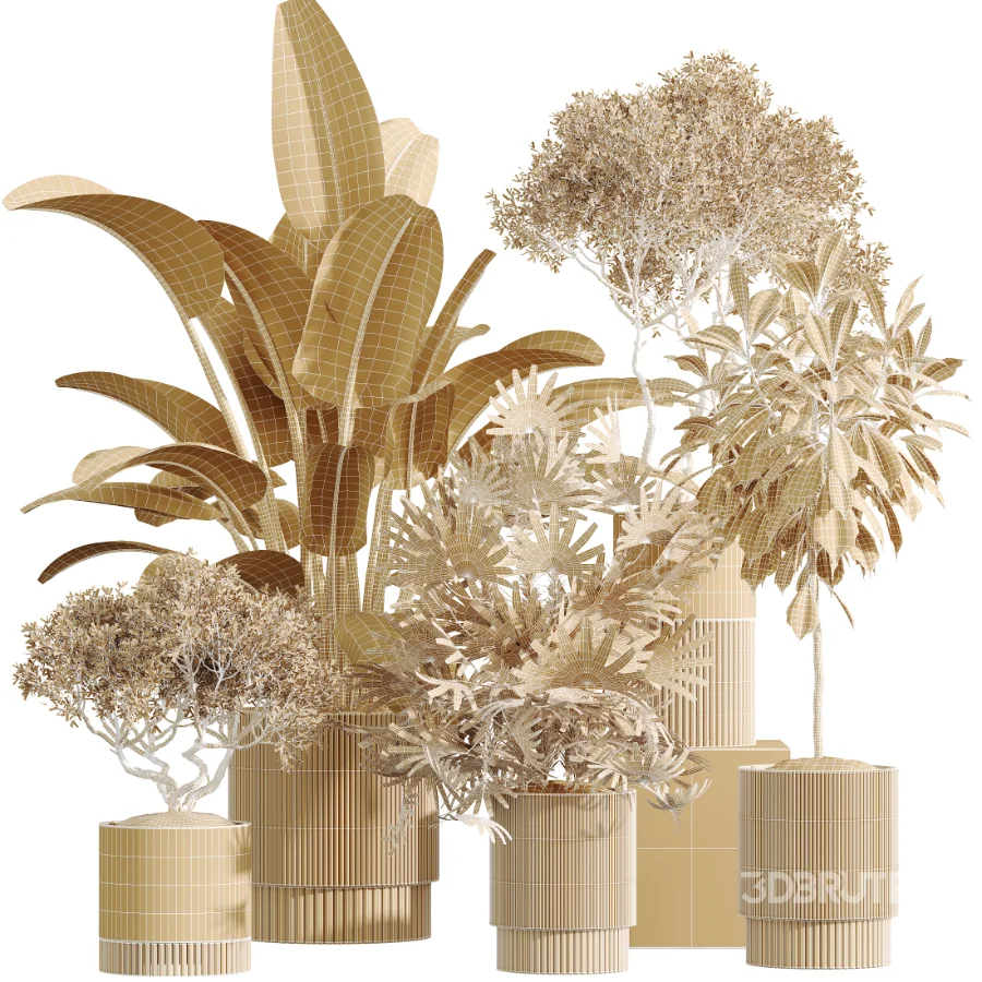 AV Indoor Plants Set 609 Ficus Cyathistipula Olive Palm Bird Of Paradise Image 7