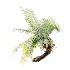 AV Plant Brainea Insignis Fern Palm Tree 02 - Thumbnail 8