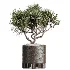 AV Indoor Plants Set 609 Ficus Cyathistipula Olive Palm Bird Of Paradise - Thumbnail 5