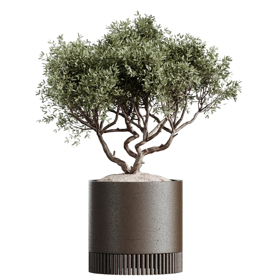 AV Indoor Plants Set 609 Ficus Cyathistipula Olive Palm Bird Of Paradise Image 5