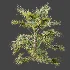 AV Plant Saribus Rotundifolius Palm Tree 01 - Thumbnail 4