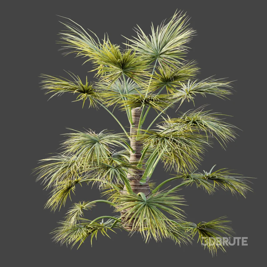 AV Plant Saribus Rotundifolius Palm Tree 01 Image 4