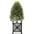 Outdoor Plant 05 - Thumbnail 1