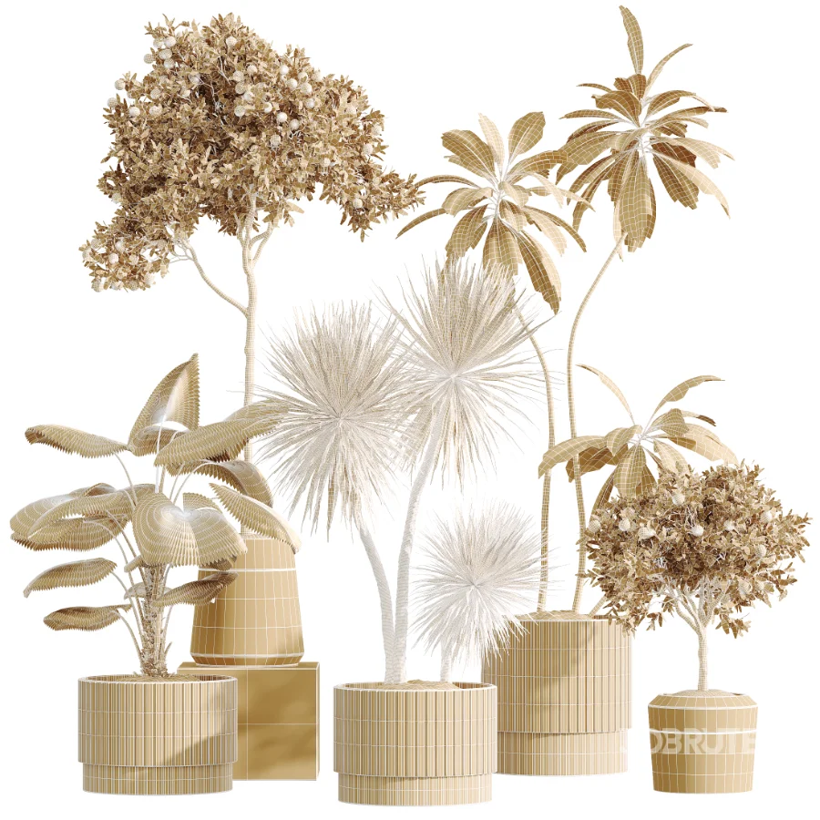 AV Indoor Plants Set 617 Orange Calamondin Tree Spineless Yucca and African Fig Ruffled Fan Palm Image 6