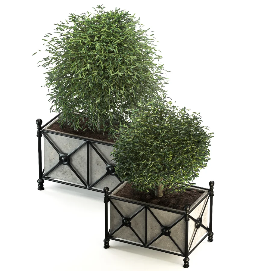 Outdoor Plant 03 – Decorative Planter Trees Image 2