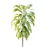 AV Plant Cordyline Petiolaris 6 Palm Tree 01 - Thumbnail 2