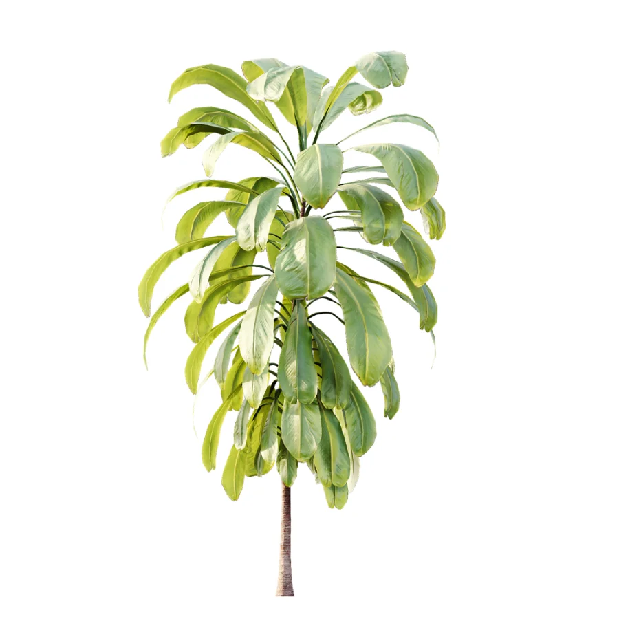 AV Plant Cordyline Petiolaris 6 Palm Tree 01 Image 2