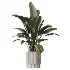 AV Indoor Plants Set 609 Ficus Cyathistipula Olive Palm Bird Of Paradise - Thumbnail 4