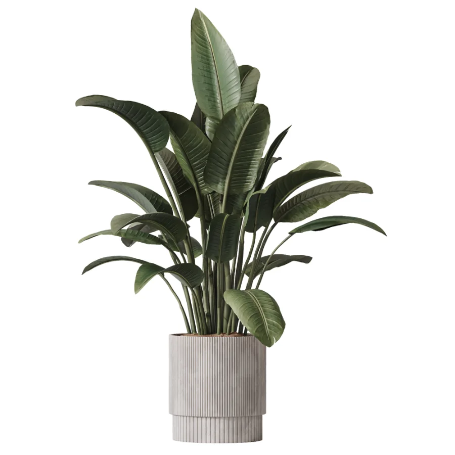 AV Indoor Plants Set 609 Ficus Cyathistipula Olive Palm Bird Of Paradise Image 4