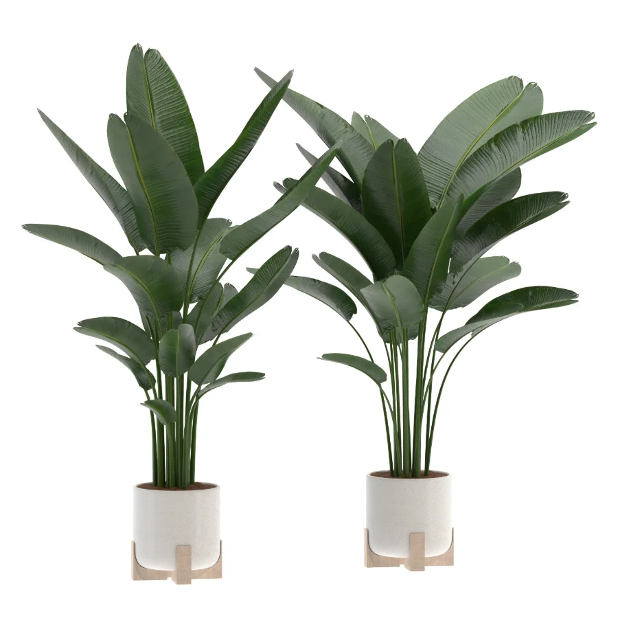 Strelitzia-Nicolai-Bird-Of-Paradise-Indoor-Plant-020 Image 1