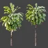 AV Plant Cordyline Petiolaris 6 Palm Tree 01 - Thumbnail 5