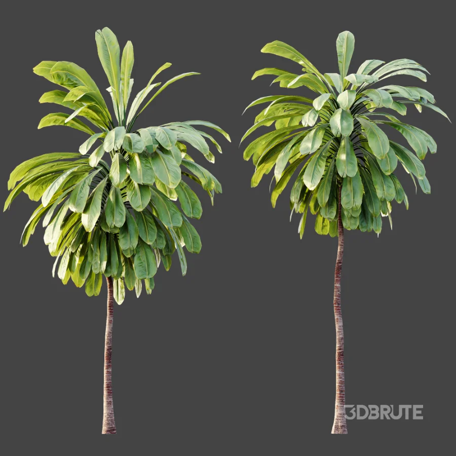 AV Plant Cordyline Petiolaris 6 Palm Tree 01 Image 5