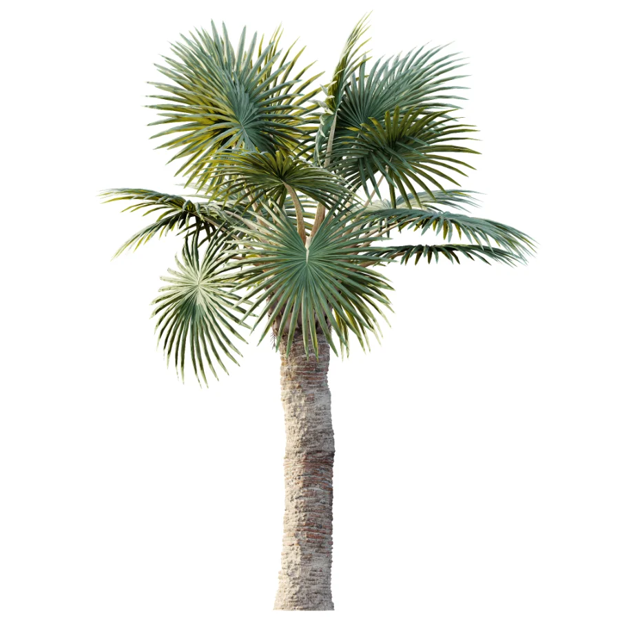 AV Plant Bismarckia Nobilisi Palm Tree 01 Image 3