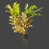 AV Plant Drynaria Roosii Palm Bush 02 - Thumbnail 5