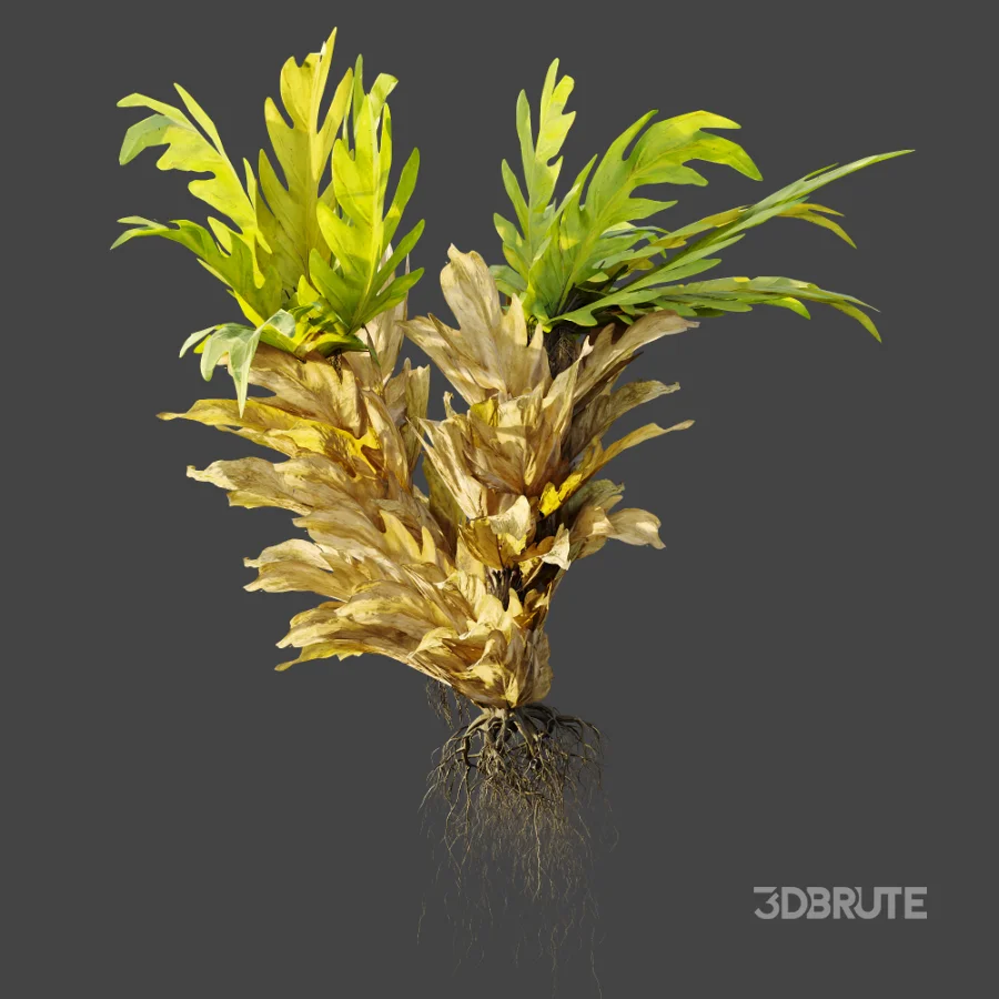 AV Plant Drynaria Roosii Palm Bush 02 Image 5