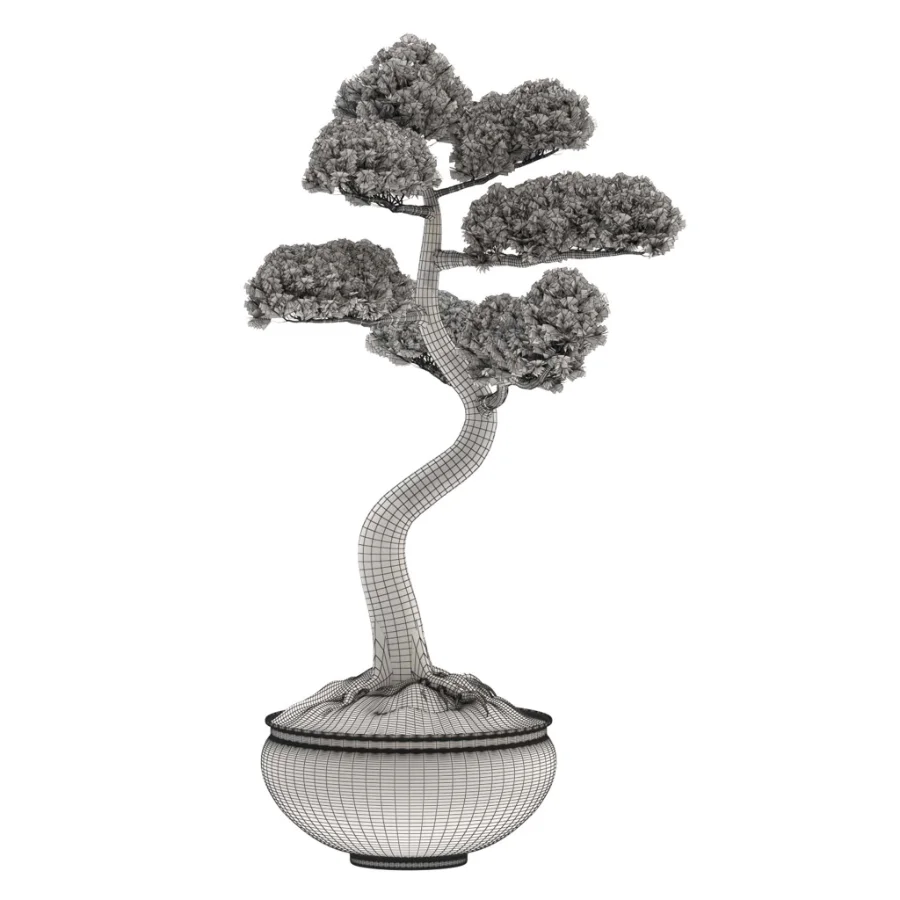 Pine Bonsai Tree-set-003 Image 3