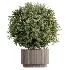 AV Indoor Plants Set 616 Olive Alocasia Elefantenohr Ficus Marginata Warneckii - Thumbnail 5