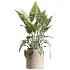 AV Indoor Plants Set 616 Olive Alocasia Elefantenohr Ficus Marginata Warneckii - Thumbnail 3