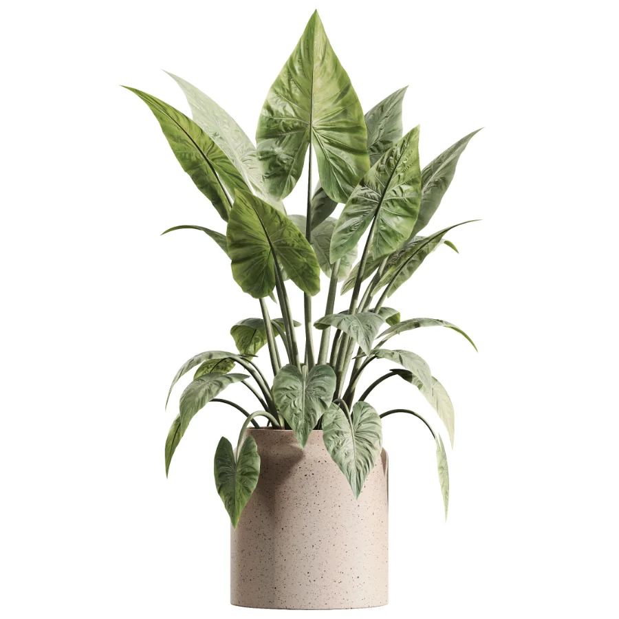 AV Indoor Plants Set 616 Olive Alocasia Elefantenohr Ficus Marginata Warneckii Image 3
