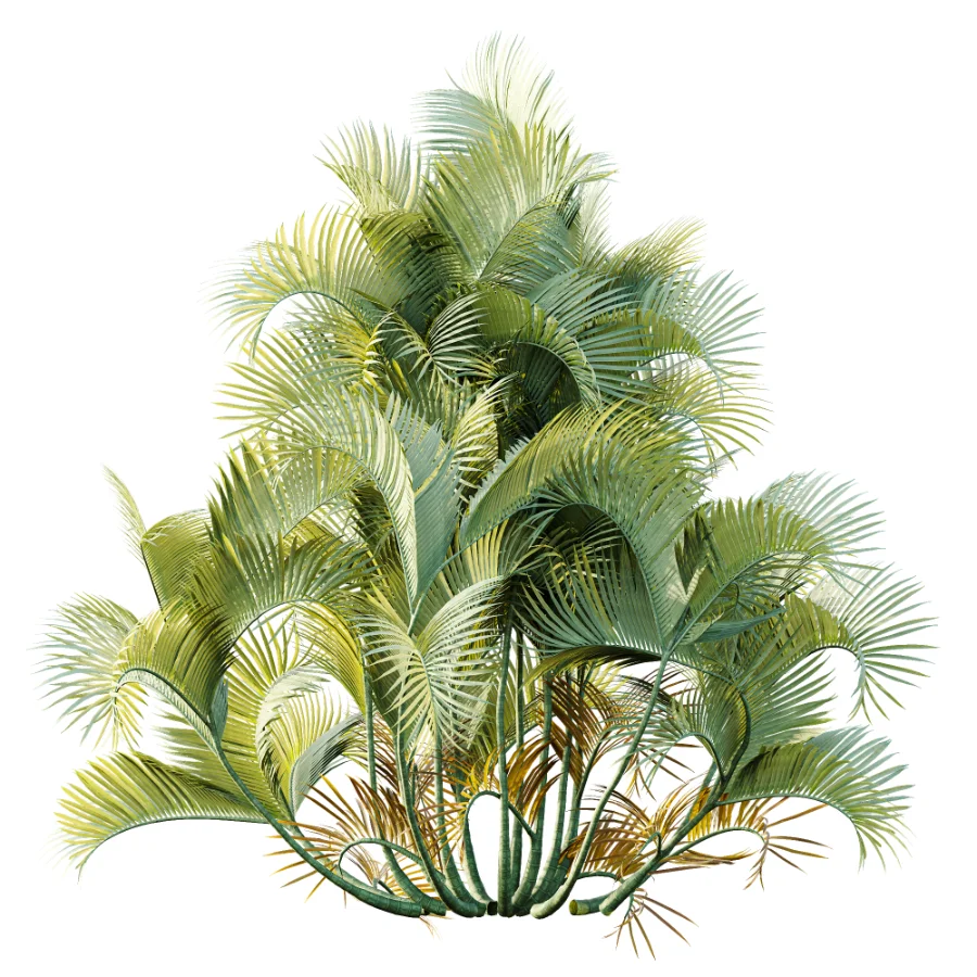 AV Plant Chrysalidocarpus Lutescens Palm Bush 01 Image 1